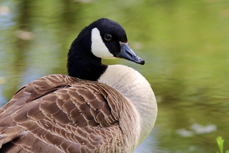 Wild Goose Qigong